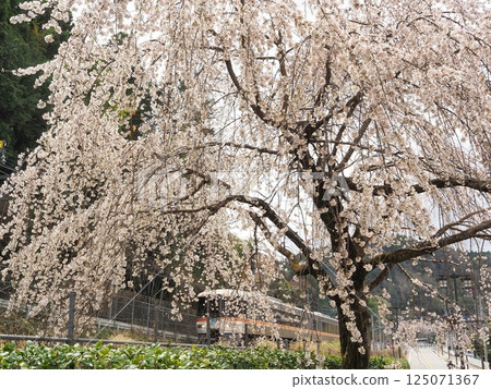 Yamanashi Prefecture: Weeping cherry blossoms in full bloom and the Fujikawa Express Train, March 125071367