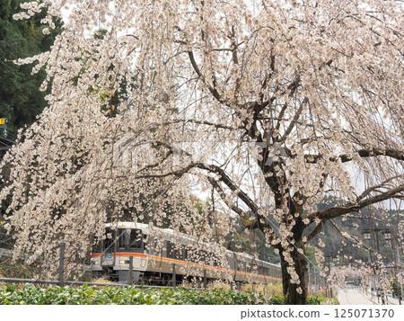 Yamanashi Prefecture: Weeping cherry blossoms in full bloom and the Fujikawa Express Train, March 125071370