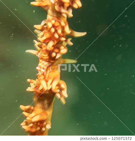 Close-up photography of an Anker's whip coral shrimp on a whip coral. Photo from the Philippines Close-up photography of an Anker's whip coral shrimp on a whip coral. Photo from the Philippines 125071372