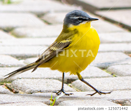 Yellow wagtail Yellow wagtail 125071442