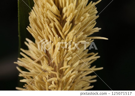 Nature Plants: Sedges, a plant of the Cyperaceae family. The male spikelets are pale yellow immediately after flowering, but turn brown over time. Nature Plants: Sedges, a plant of the Cyperaceae family. The male spikelets are pale yellow immediately after flowering, but turn brown over time. 125071517