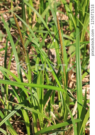 Nature Plants Sedge, flower stalks that begin to grow in mid-April. Both male and female spikelets are brown, thin and inconspicuous. 125071518