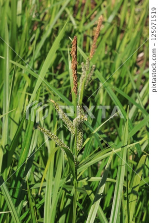 Nature Plants Usagi, male spikelets at the tip of the flower stalk and several female spikelets on the lower side 125071519