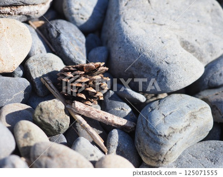 Photo of pine cones on the beach 125071555