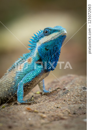 Close-up of a Siamese blue crested lizard standing alert on a rock, showing off its striking scales, sharp claws, and curious gaze in natural surroundings. Close-up of a Siamese blue crested lizard standing alert on a rock, showing off its striking scales, sharp claws, and curious gaze in natural surroundings. 125072063