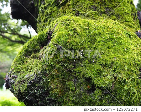 Trunk of mossy tree Trunk of mossy tree 125072271