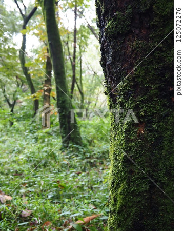 Trunk of mossy tree Trunk of mossy tree 125072276