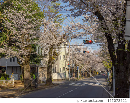 櫻花大道：千葉縣松戶市常盤平櫻花街（日本道路百選之一） 125072321