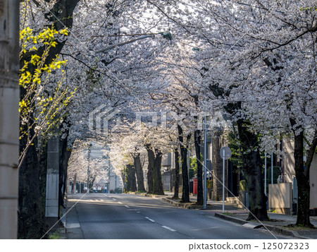 櫻花大道：千葉縣松戶市常盤平櫻花街（日本道路百選之一） 125072323