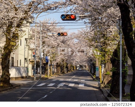 A road lined with cherry blossom trees: Tokiwadaira Sakura Street, Matsudo City, Chiba Prefecture (One of Japan's Top 100 Roads) A road lined with cherry blossom trees: Tokiwadaira Sakura Street, Matsudo City, Chiba Prefecture (One of Japan's Top 100 Roads) 125072324