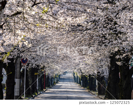 A road lined with cherry blossom trees: Tokiwadaira Sakura Street, Matsudo City, Chiba Prefecture (One of Japan's Top 100 Roads) A road lined with cherry blossom trees: Tokiwadaira Sakura Street, Matsudo City, Chiba Prefecture (One of Japan's Top 100 Roads) 125072325