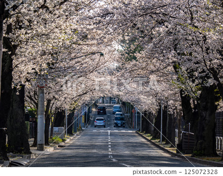 櫻花大道:千葉縣松戶市常盤平櫻花街(日本道路百選之一) 櫻花大道:千葉縣松戶市常盤平櫻花街(日本道路百選之一) 125072328