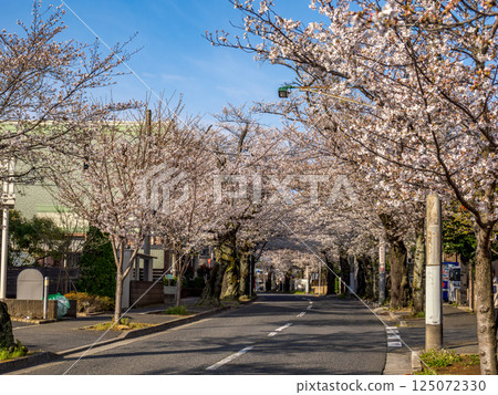 A road lined with cherry blossom trees: Tokiwadaira Sakura Street, Matsudo City, Chiba Prefecture (One of Japan's Top 100 Roads) 125072330