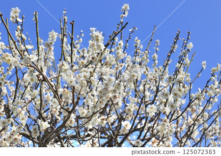 Plum blossoms in full bloom Plum blossoms in full bloom 125072383
