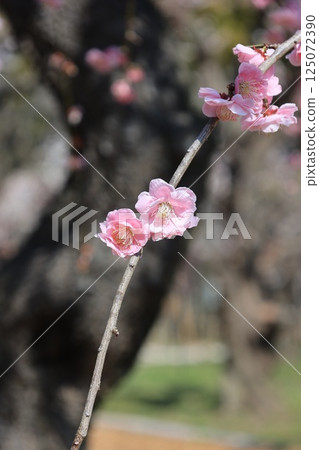 Plum blossoms telling the spring Plum blossoms telling the spring 125072390