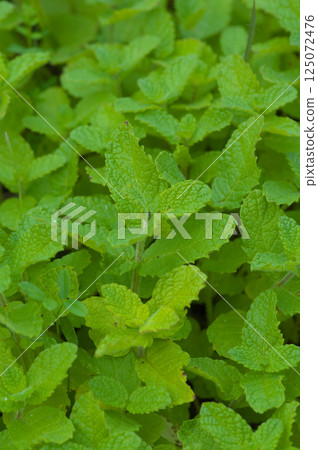 A field of mints spreading out before your eyes A field of mints spreading out before your eyes 125072476