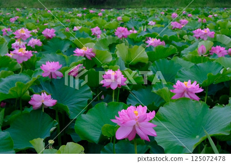 Lotus flowers blooming in Tairanosawa Pond 125072478