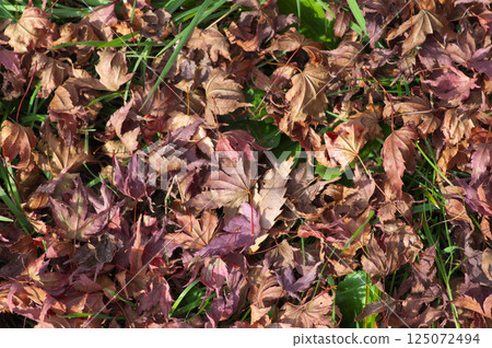 Fallen maple leaves piled up on the grassland 125072494