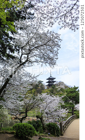 Sankeien Garden surrounded by spring cherry blossoms 125072501