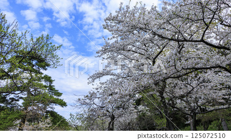 Sankeien Garden surrounded by spring cherry blossoms 125072510