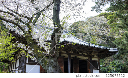 春天櫻花盛開的三溪園 春天櫻花盛開的三溪園 125072512