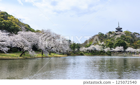 Sankeien Garden surrounded by spring cherry blossoms 125072540