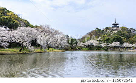 Sankeien Garden surrounded by spring cherry blossoms 125072541