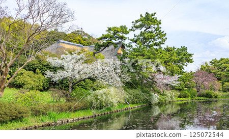 春天櫻花盛開的三溪園 125072544