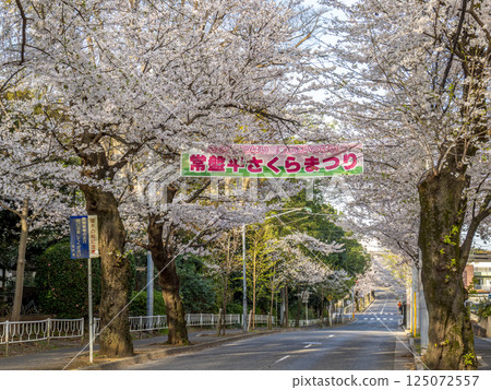 A banner advertising the "Sakura Festival" set up along the rows of cherry trees (Tokiwadaira Sakura Street, Matsudo City, Chiba Prefecture) A banner advertising the "Sakura Festival" set up along the rows of cherry trees (Tokiwadaira Sakura Street, Matsudo City, Chiba Prefecture) 125072557