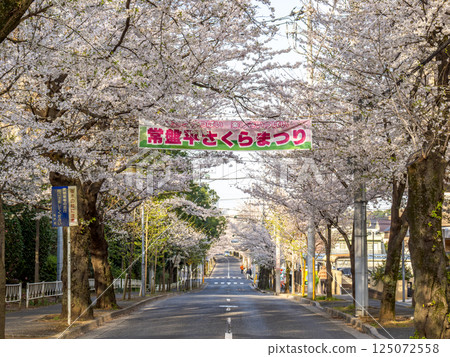 沿著櫻花樹排成的「櫻花節」宣傳橫幅(千葉縣松戶市常盤平櫻花街) 沿著櫻花樹排成的「櫻花節」宣傳橫幅(千葉縣松戶市常盤平櫻花街) 125072558