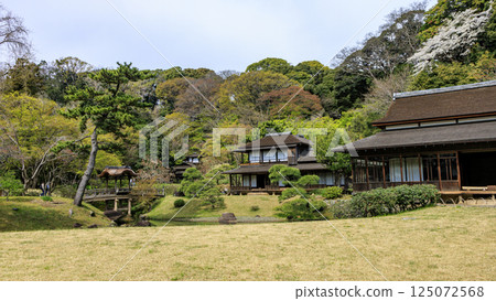 Sankeien Garden surrounded by spring cherry blossoms Sankeien Garden surrounded by spring cherry blossoms 125072568
