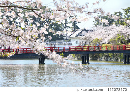 Cherry blossoms in full bloom and the red bridge at Odawara Castle Park Cherry blossoms in full bloom and the red bridge at Odawara Castle Park 125072570