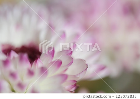 Pale purple flowers are blooming Pale purple flowers are blooming 125072835