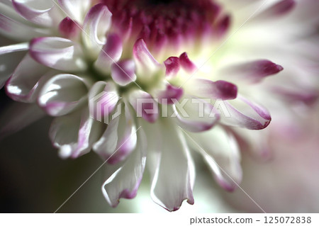 Pale purple flowers are blooming 125072838