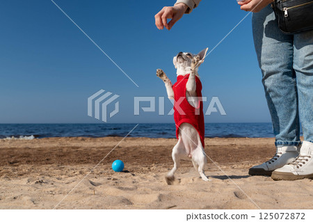 Small white dog wearing red clothes standing on hind legs on beach Small white dog wearing red clothes standing on hind legs on beach 125072872