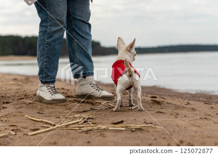 Small white dog wearing red jacket standing on sandy beach near owner Small white dog wearing red jacket standing on sandy beach near owner 125072877