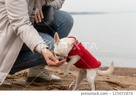 Woman feeding adorable white chihuahua puppy wearing red clothes on sandy beach 125072878