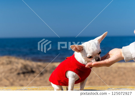 Small white chihuahua dog wearing red clothes sniffing owner's hand at beach Small white chihuahua dog wearing red clothes sniffing owner's hand at beach 125072927