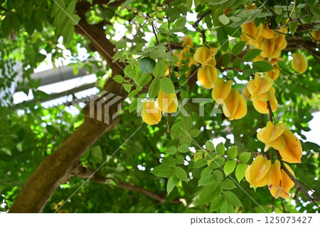 Ripe star fruit (Oxalidaceae, Carambola genus) 125073427