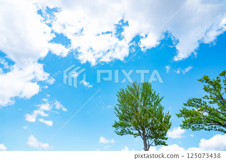 藍天，白雲和樹林 125073438