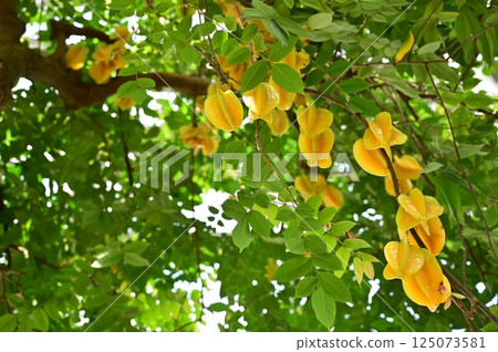 Ripe star fruit (Oxalidaceae, Carambola genus) 125073581