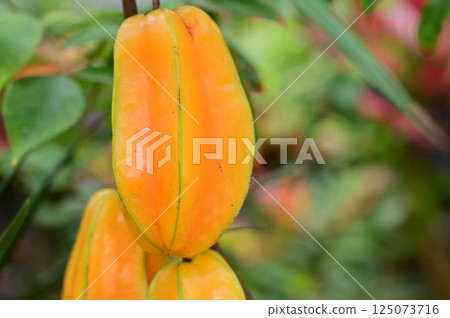 Ripe star fruit (Oxalidaceae, Carambola genus) 125073716