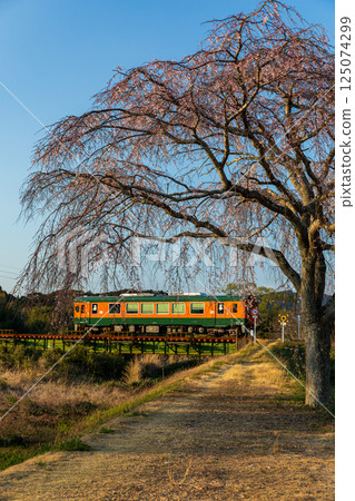 靜岡縣掛川市本鄉天龍濱名湖鐵道及沿線風景 125074299