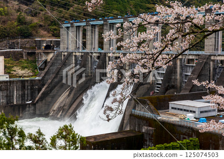 Scenery of cherry blossoms and Akiba Dam in Omine, Ryuzan-cho, Tenryu-ku, Hamamatsu City, Shizuoka Prefecture 125074503