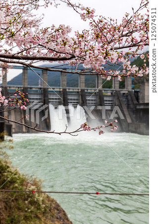 Scenery of cherry blossoms and Akiba Dam in Omine, Ryuzan-cho, Tenryu-ku, Hamamatsu City, Shizuoka Prefecture 125074511