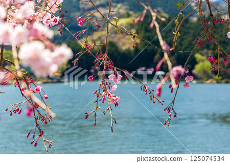 Scenery of Nomori Pond and cherry blossoms in Kawane-cho Ieyama, Shimada City, Shizuoka Prefecture 125074534