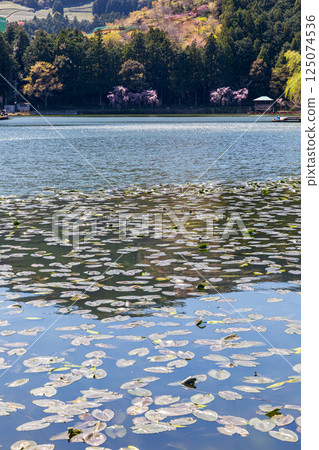 Scenery of Nomori Pond and cherry blossoms in Kawane-cho Ieyama, Shimada City, Shizuoka Prefecture 125074536