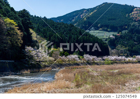 靜岡縣島田市川根町家山的家山川與櫻花風景 靜岡縣島田市川根町家山的家山川與櫻花風景 125074549