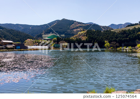 Scenery of Nomori Pond and cherry blossoms in Kawane-cho Ieyama, Shimada City, Shizuoka Prefecture 125074564