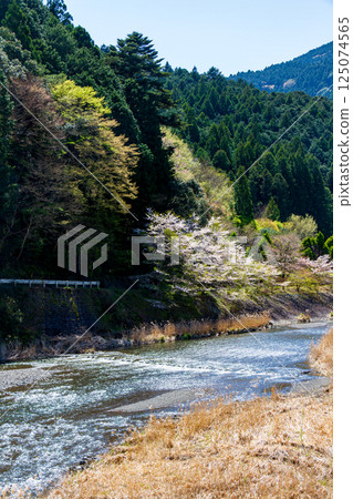 Scenery of the Ieyama River and cherry blossoms in Ieyama, Kawane-cho, Shimada City, Shizuoka Prefecture 125074565